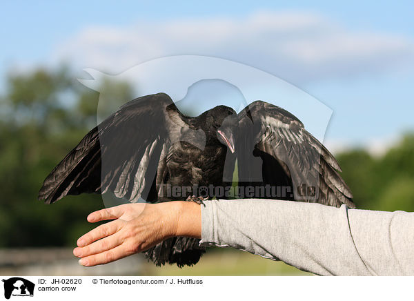 Rabenkrhe / carrion crow / JH-02620
