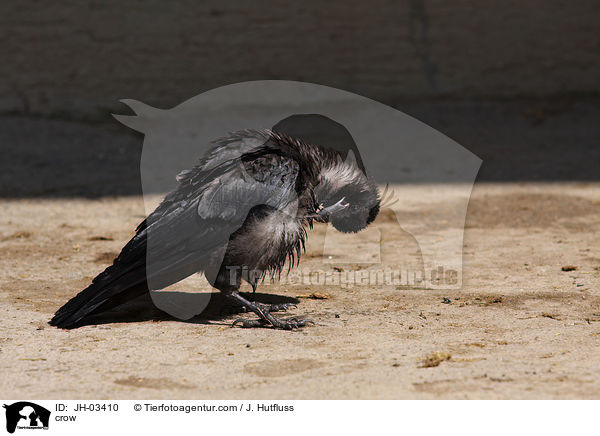 Krhe / crow / JH-03410