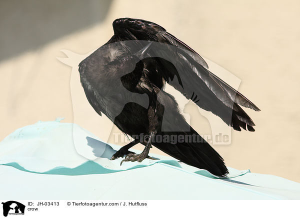 Krhe / crow / JH-03413