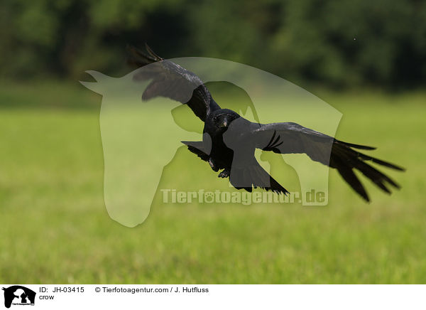 crow / JH-03415