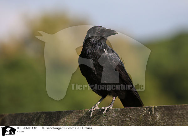 crow / JH-03416