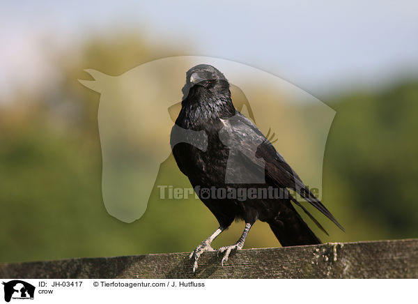 crow / JH-03417