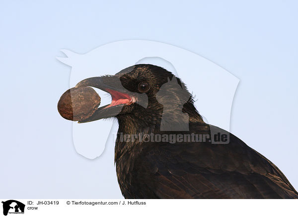 crow / JH-03419