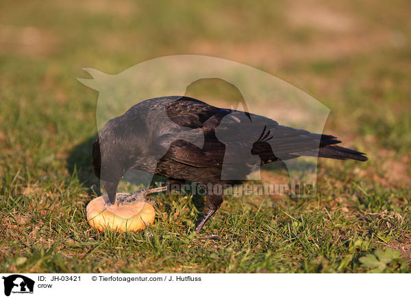 crow / JH-03421