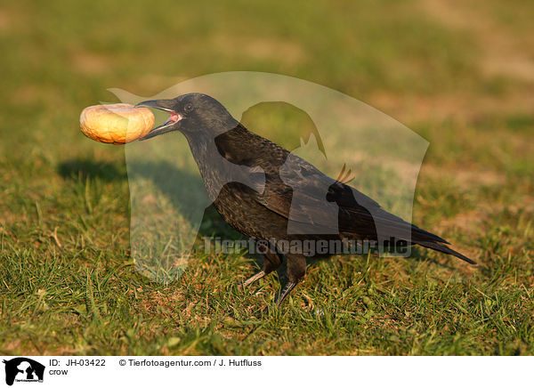 crow / JH-03422