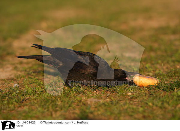 crow / JH-03423