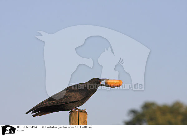 crow / JH-03424