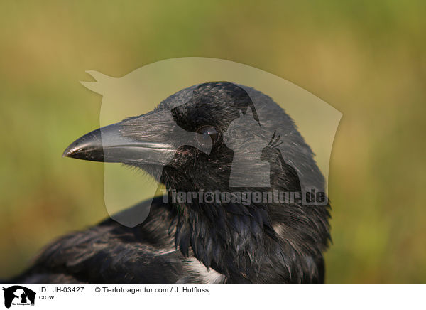 crow / JH-03427