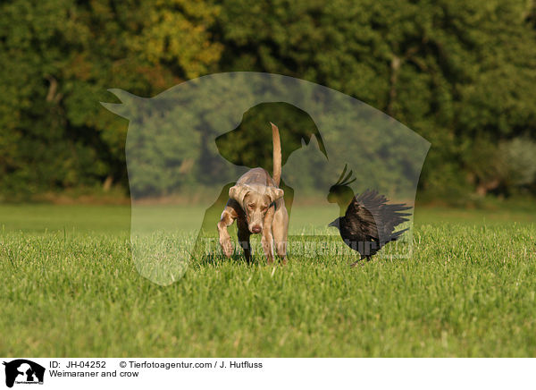 Weimaraner und Krhe / Weimaraner and crow / JH-04252
