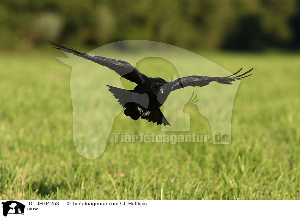 crow / JH-04253