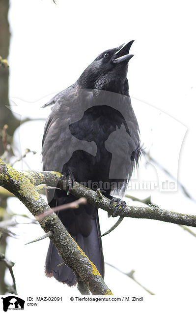 Krhe / crow / MAZ-02091