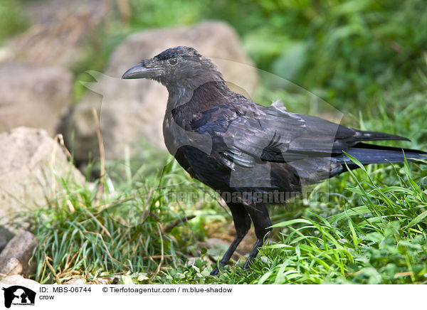 Krhe / crow / MBS-06744