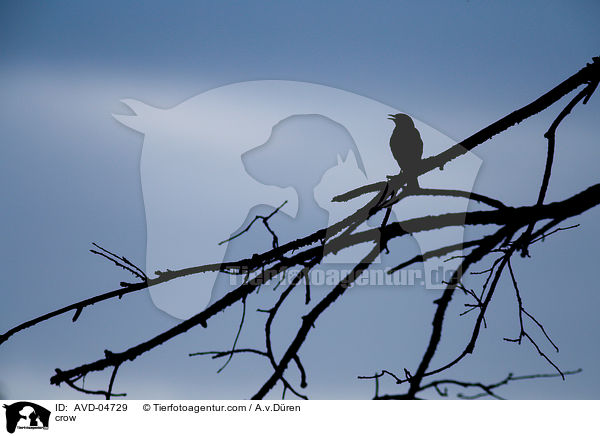 Krhe / crow / AVD-04729