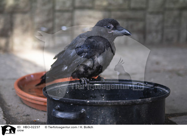 crow / HBO-02237