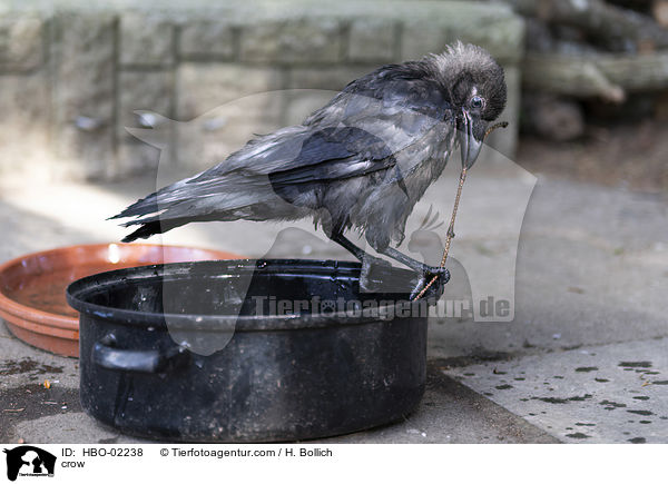 crow / HBO-02238