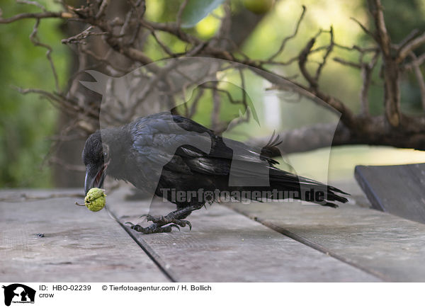 Krhe / crow / HBO-02239