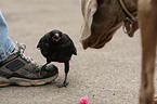 dog and bird