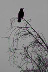 crow