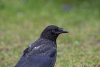 crow