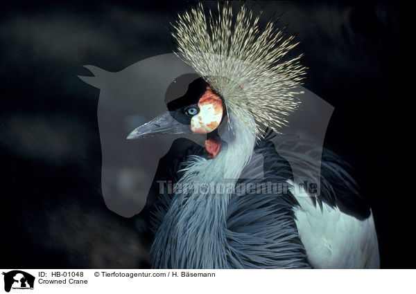 Kronenkranich / Crowned Crane / HB-01048