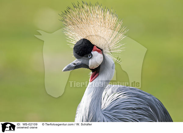 Kronenkranich / crowned crane / WS-02109
