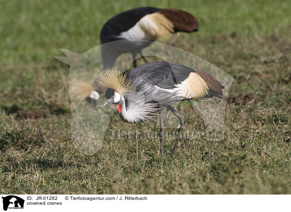 Kronenkraniche / crowned cranes / JR-01262