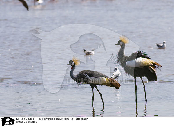 Kronenkraniche / crowned cranes / JR-01266