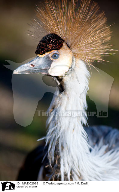 crowned crane / MAZ-02092