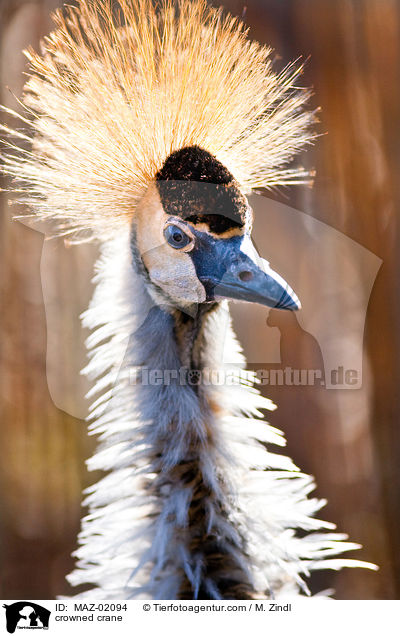 crowned crane / MAZ-02094