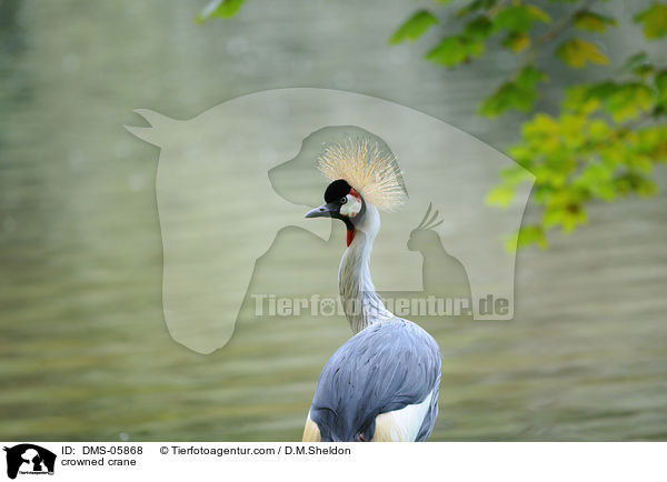 crowned crane / DMS-05868