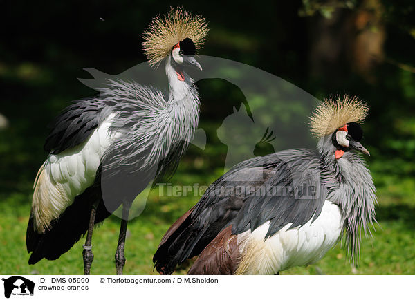 crowned cranes / DMS-05990