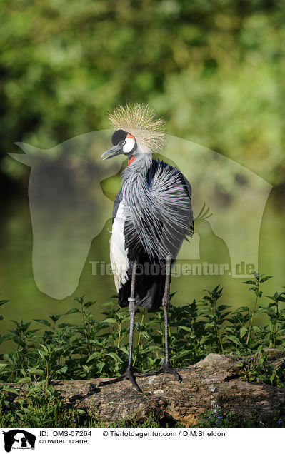 Kronenkranich / crowned crane / DMS-07264