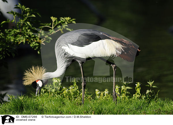 Kronenkranich / crowned crane / DMS-07266