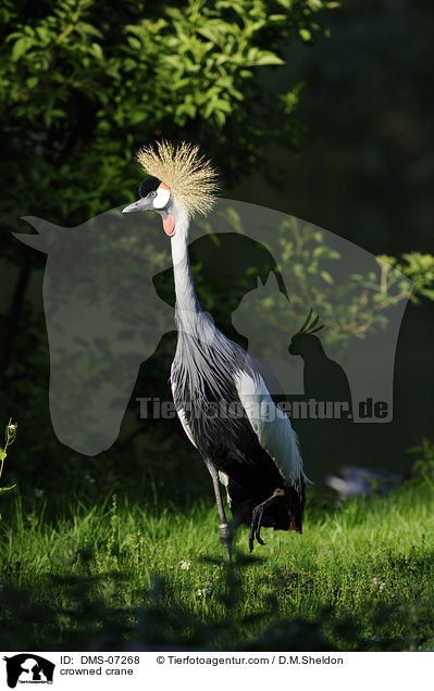 Kronenkranich / crowned crane / DMS-07268