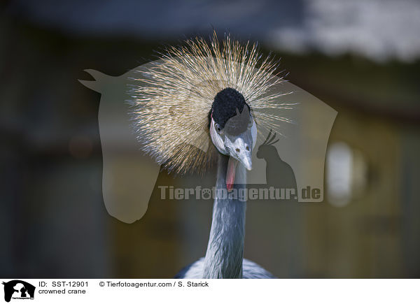 Kronenkranich / crowned crane / SST-12901