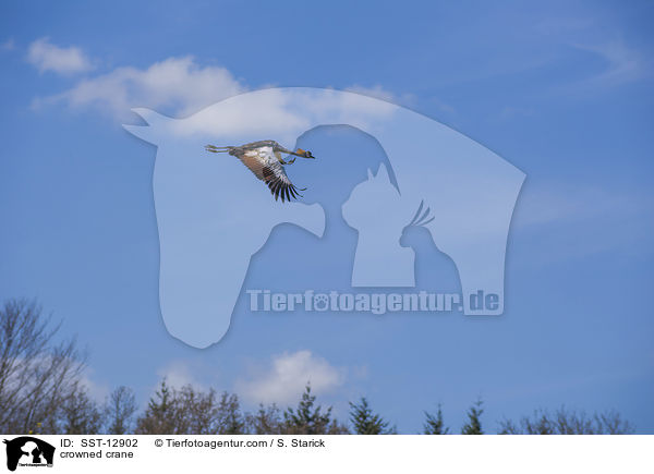 Kronenkranich / crowned crane / SST-12902