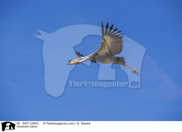 Kronenkranich / crowned crane / SST-12903