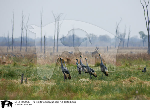 crowned cranes / JR-03935