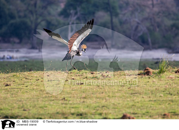 Kronenkranich / crowned crane / MBS-19009