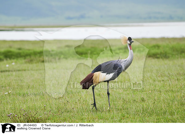 laufender Kronenkranich / walking Crowned Crane / JR-04493