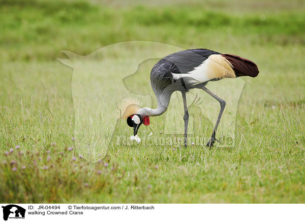laufender Kronenkranich / walking Crowned Crane / JR-04494