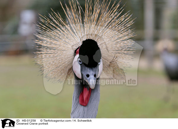 Kronenkranich Portrait / Crowned Crane portrait / HS-01258