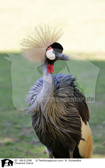 Kronenkranich / Crowned Crane / HS-01298