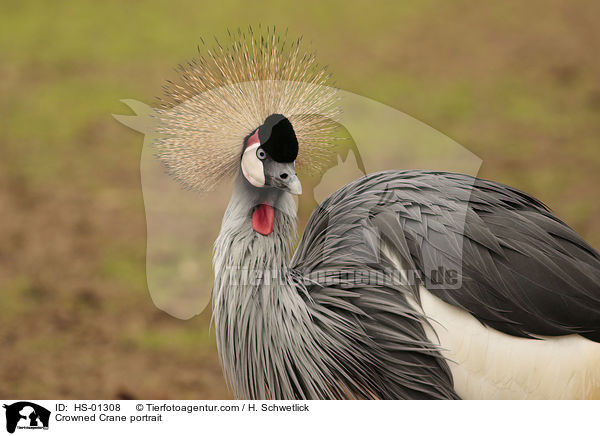 Kronenkranich Portrait / Crowned Crane portrait / HS-01308