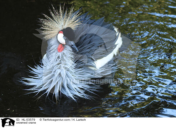 Kronenkranich / crowned crane / HL-03579