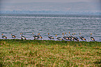 crowned cranes