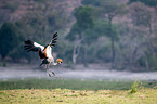 crowned crane