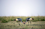 crowned cranes