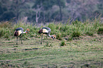 crowned cranes