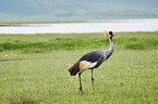 walking Crowned Crane